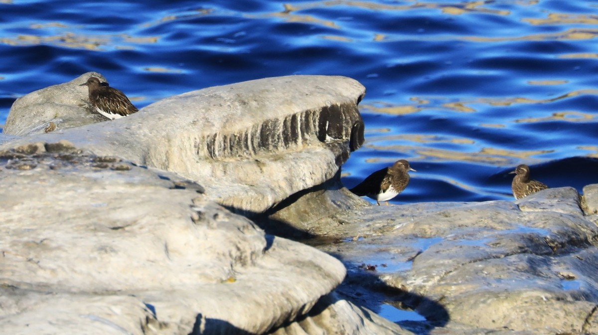 Black Turnstone - ML647060827