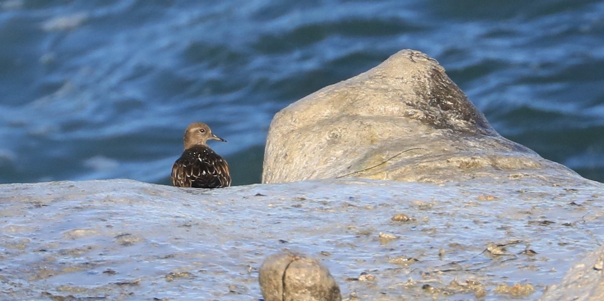 Black Turnstone - ML647060828