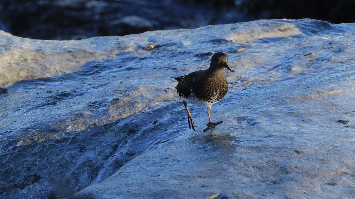 Black Turnstone - ML647060829