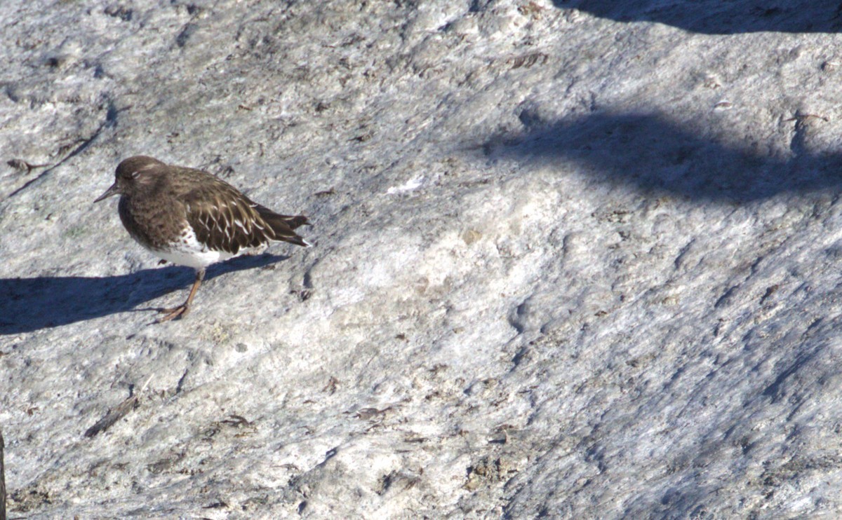 Black Turnstone - ML647060830