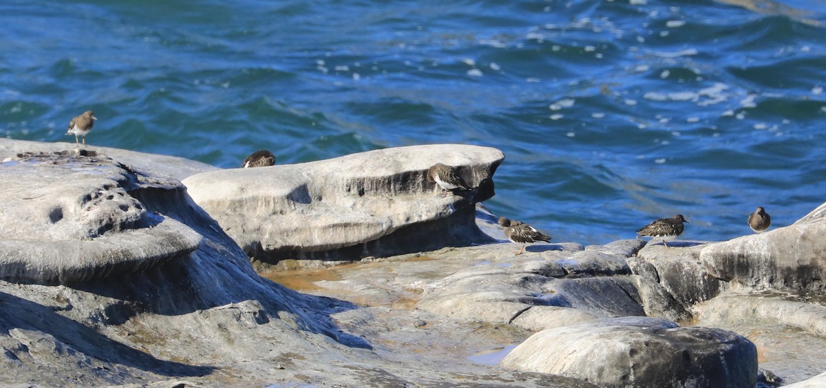 Black Turnstone - ML647060831