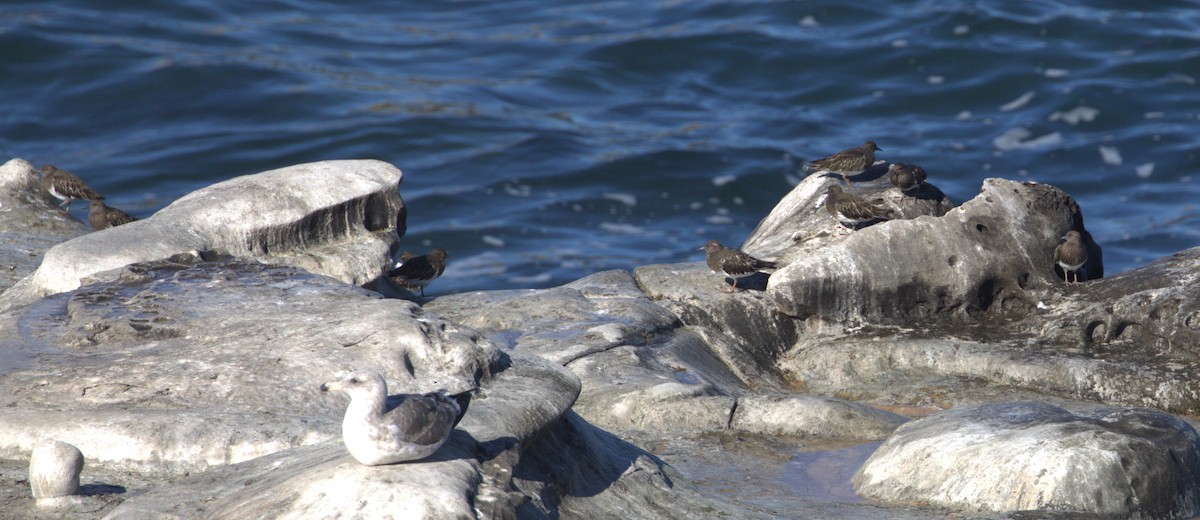 Black Turnstone - ML647060832