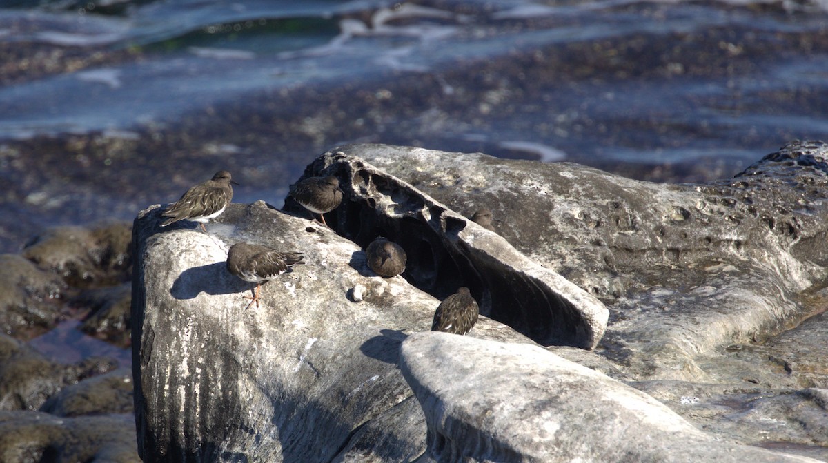 Black Turnstone - ML647060833