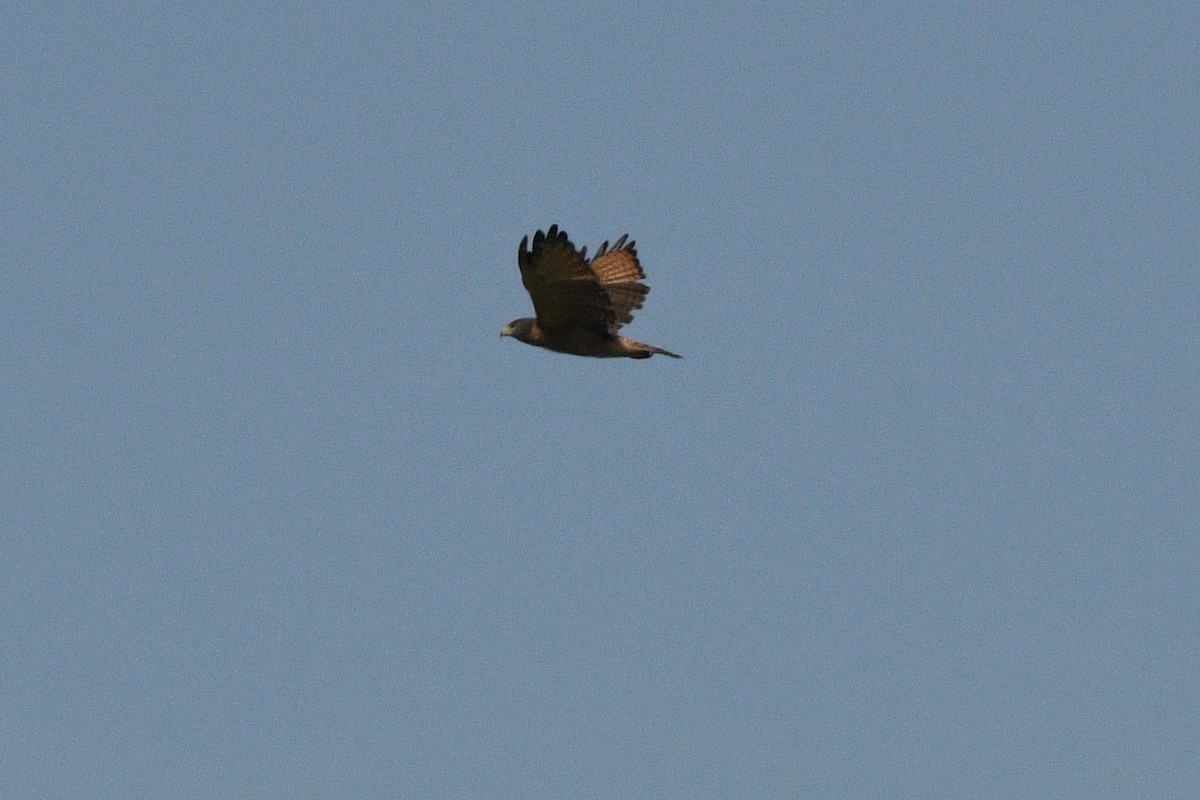 Roadside Hawk - ML647060834