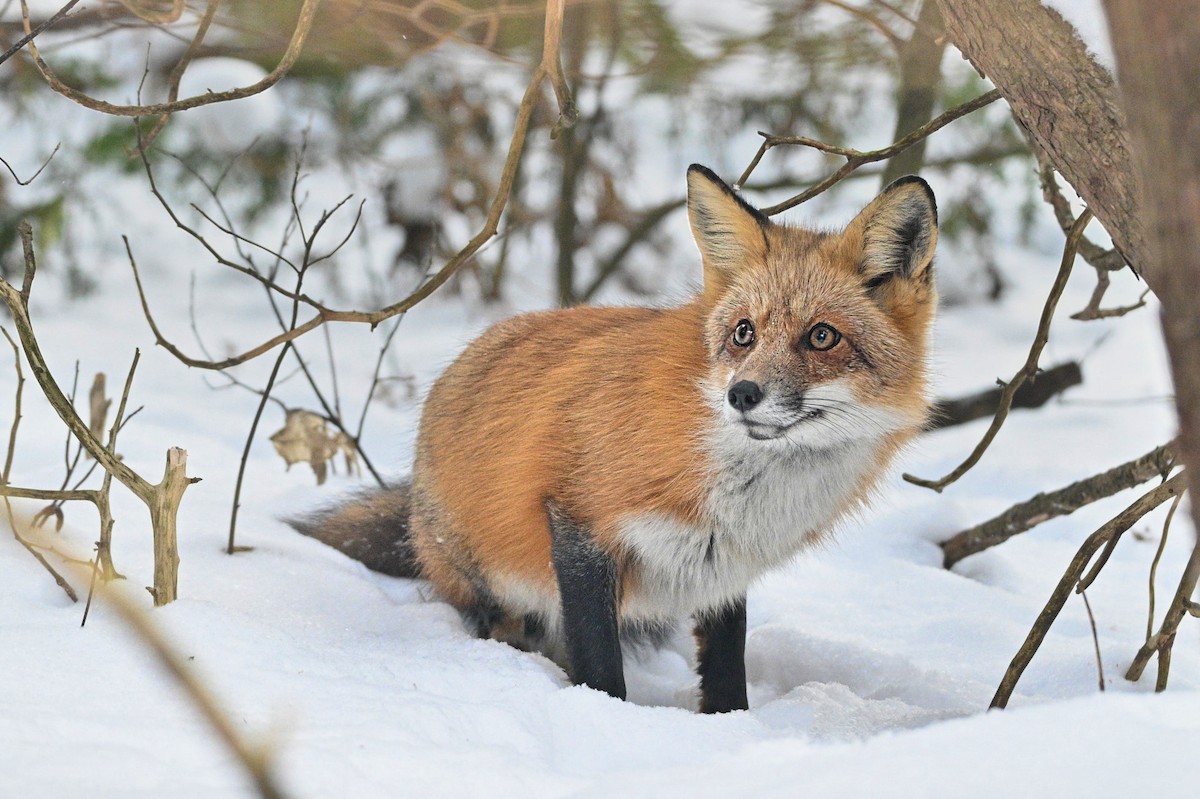 Red Fox - ML647060835