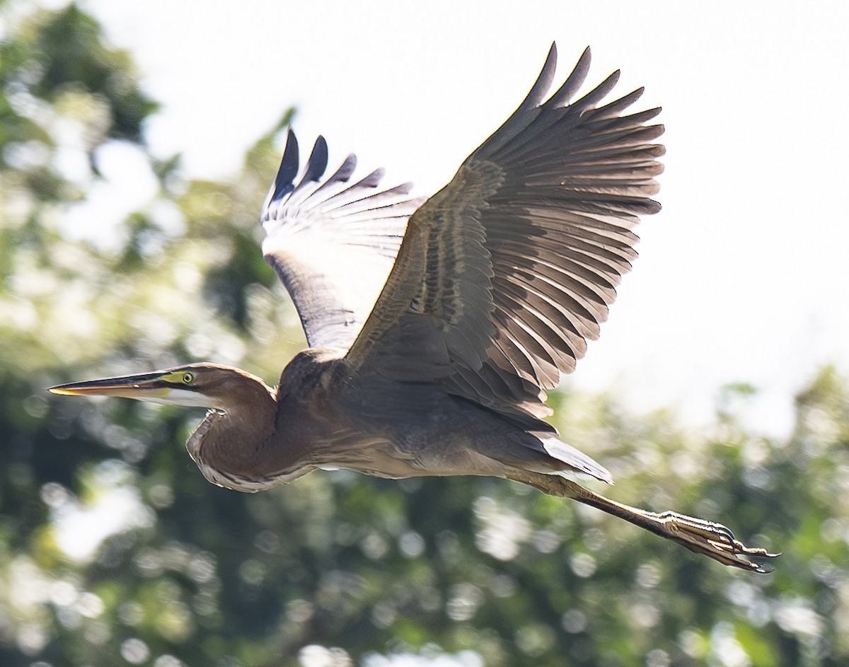 Purple Heron - ML647060844