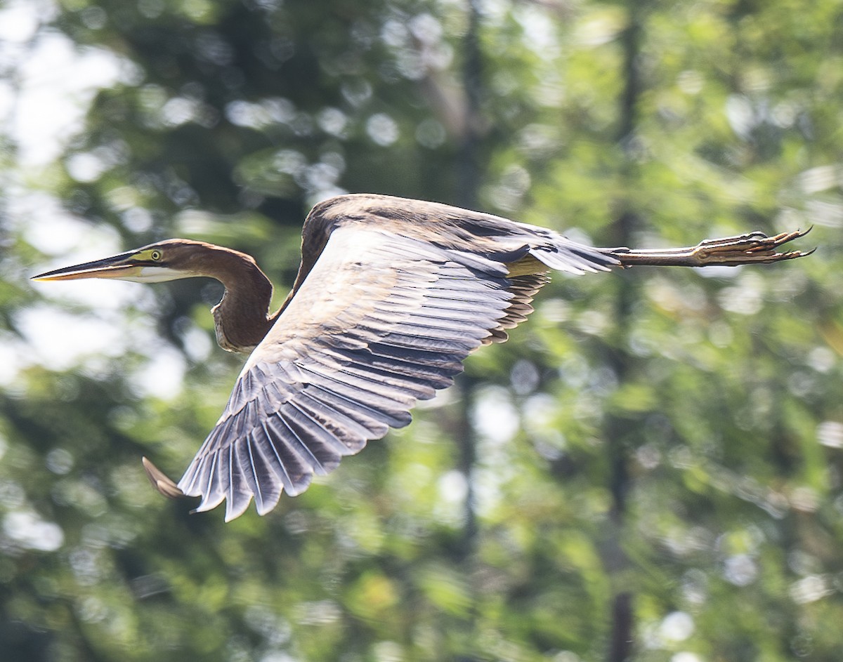 Purple Heron - ML647060845