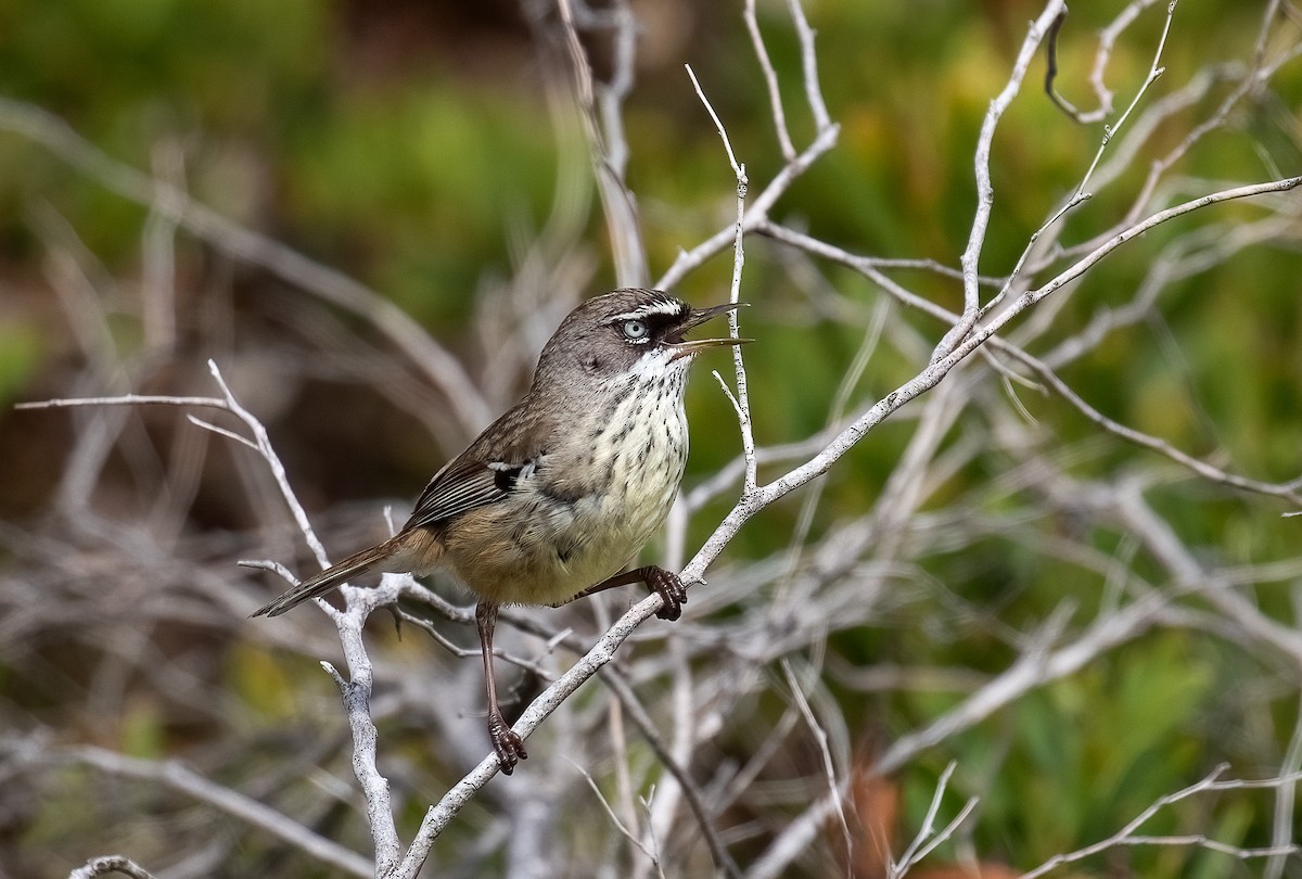 Benekli Serikornis - ML647060847