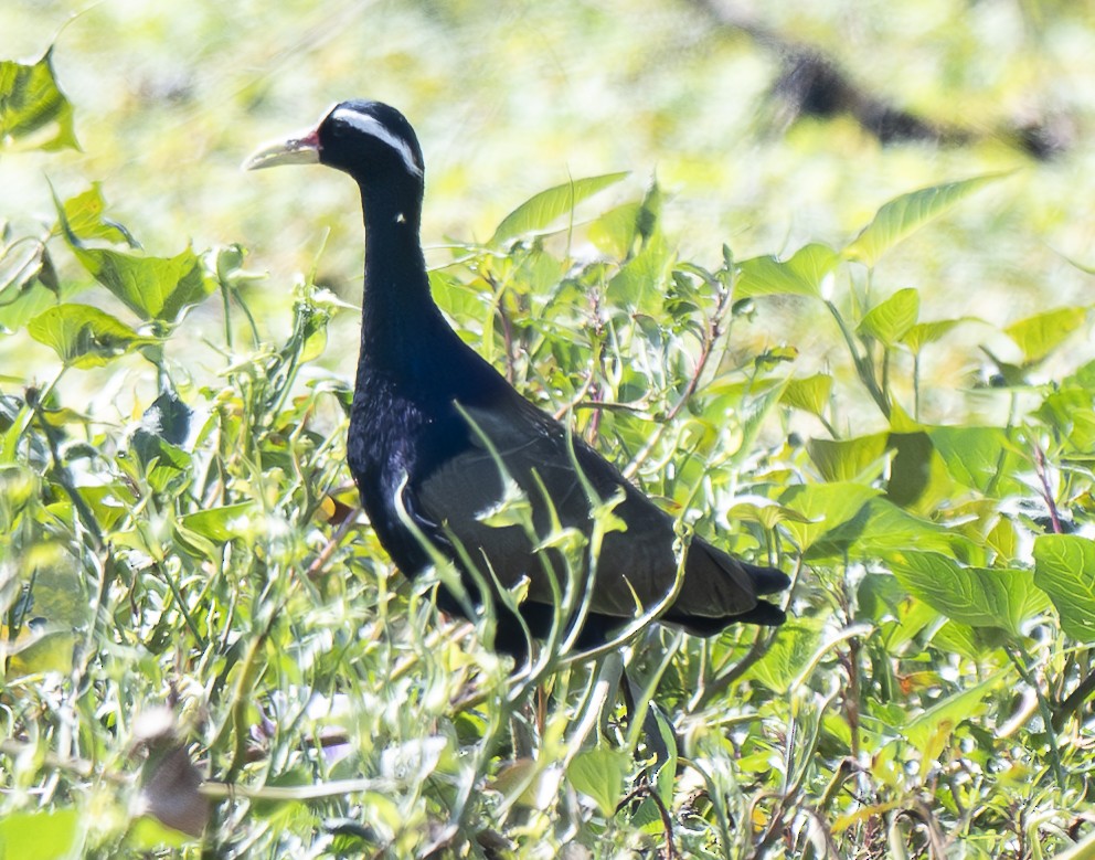 Bronze-winged Jacana - ML647060848