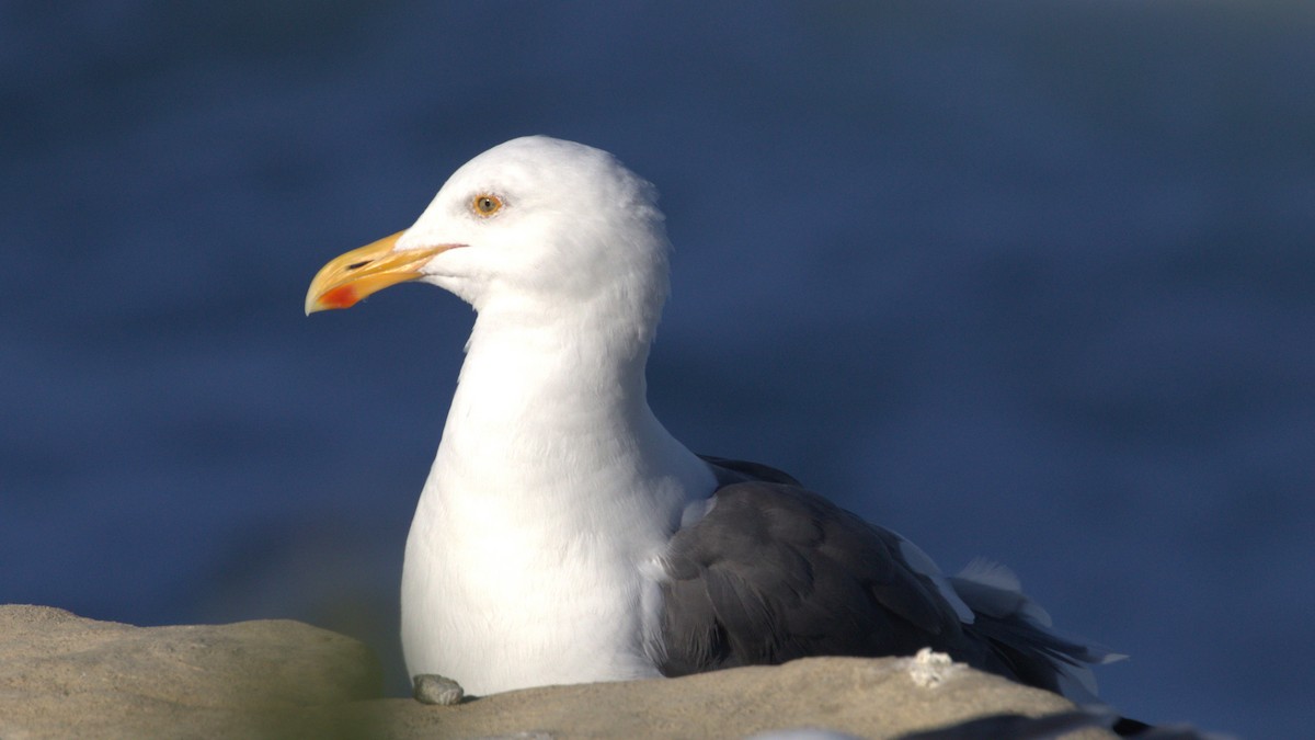 racek západní - ML647060849