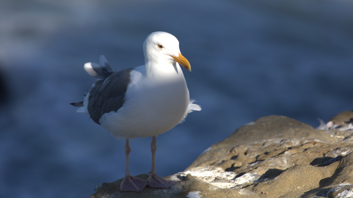 racek západní - ML647060850