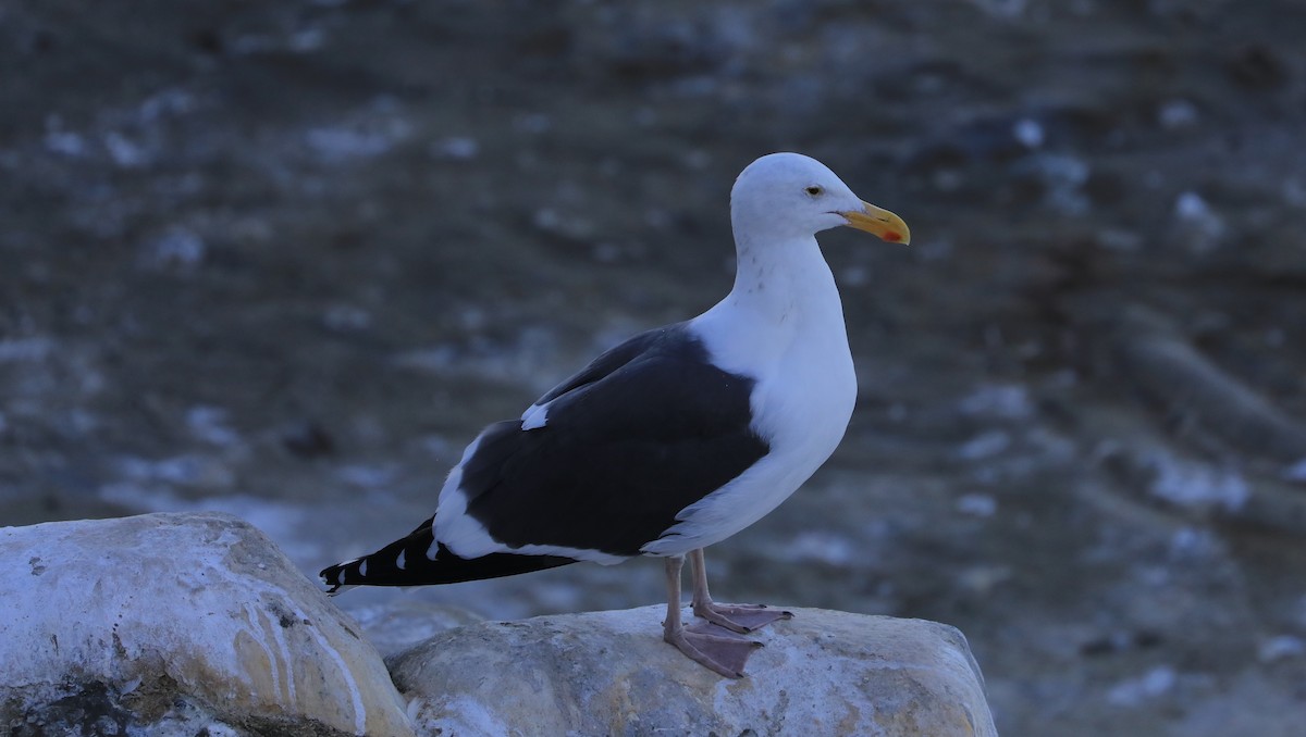 racek západní - ML647060851