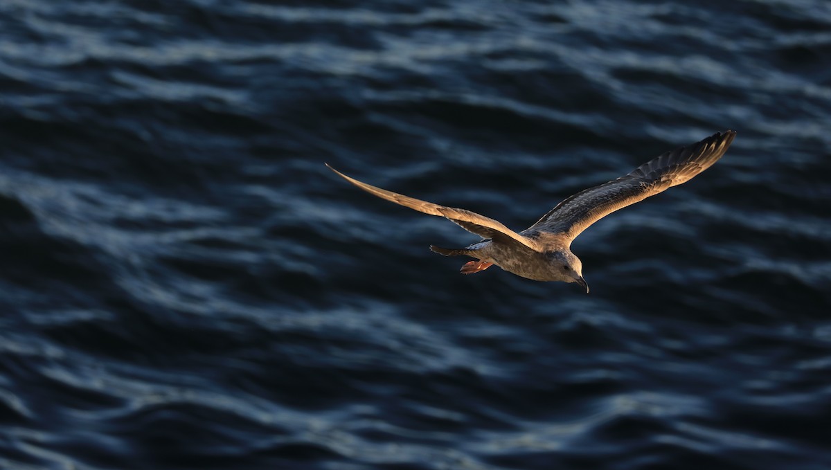 racek západní - ML647060852