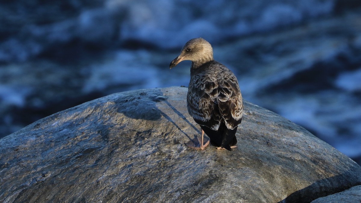 racek západní - ML647060853