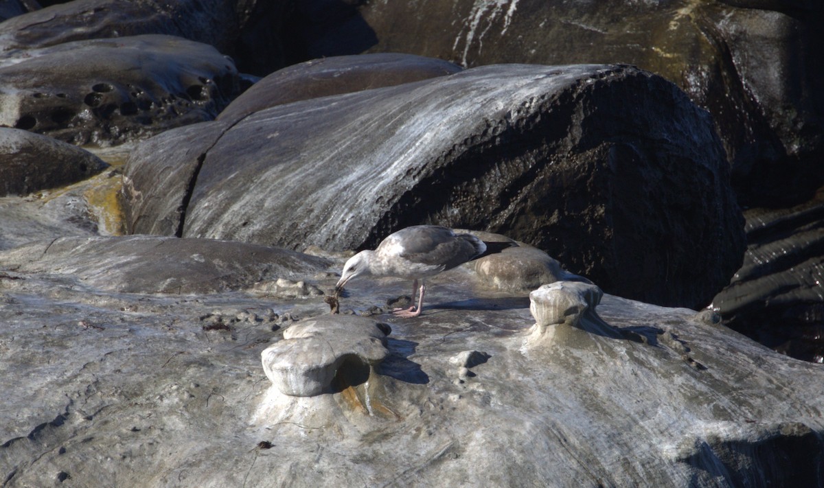 racek západní - ML647060854