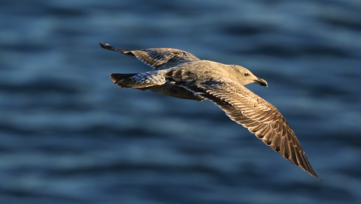 racek západní - ML647060855