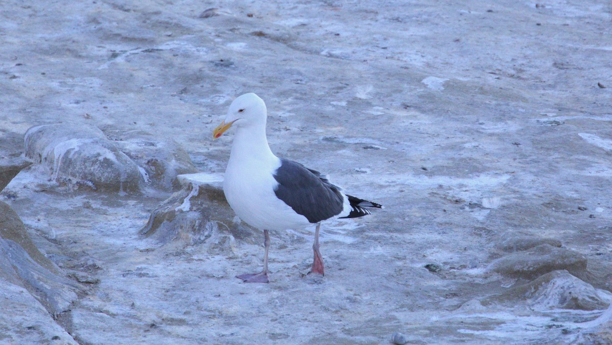 racek západní - ML647060856