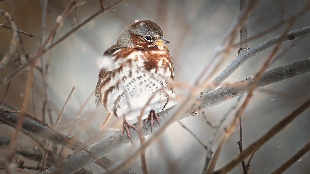 Tilki Renkli Serçe - ML647060857