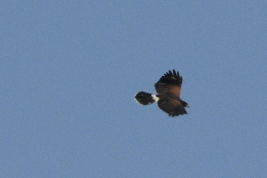 Poiana di Harris - ML647060860