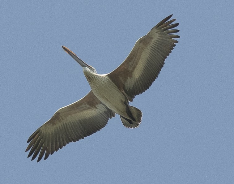 Pelikano tantoduna - ML647060861