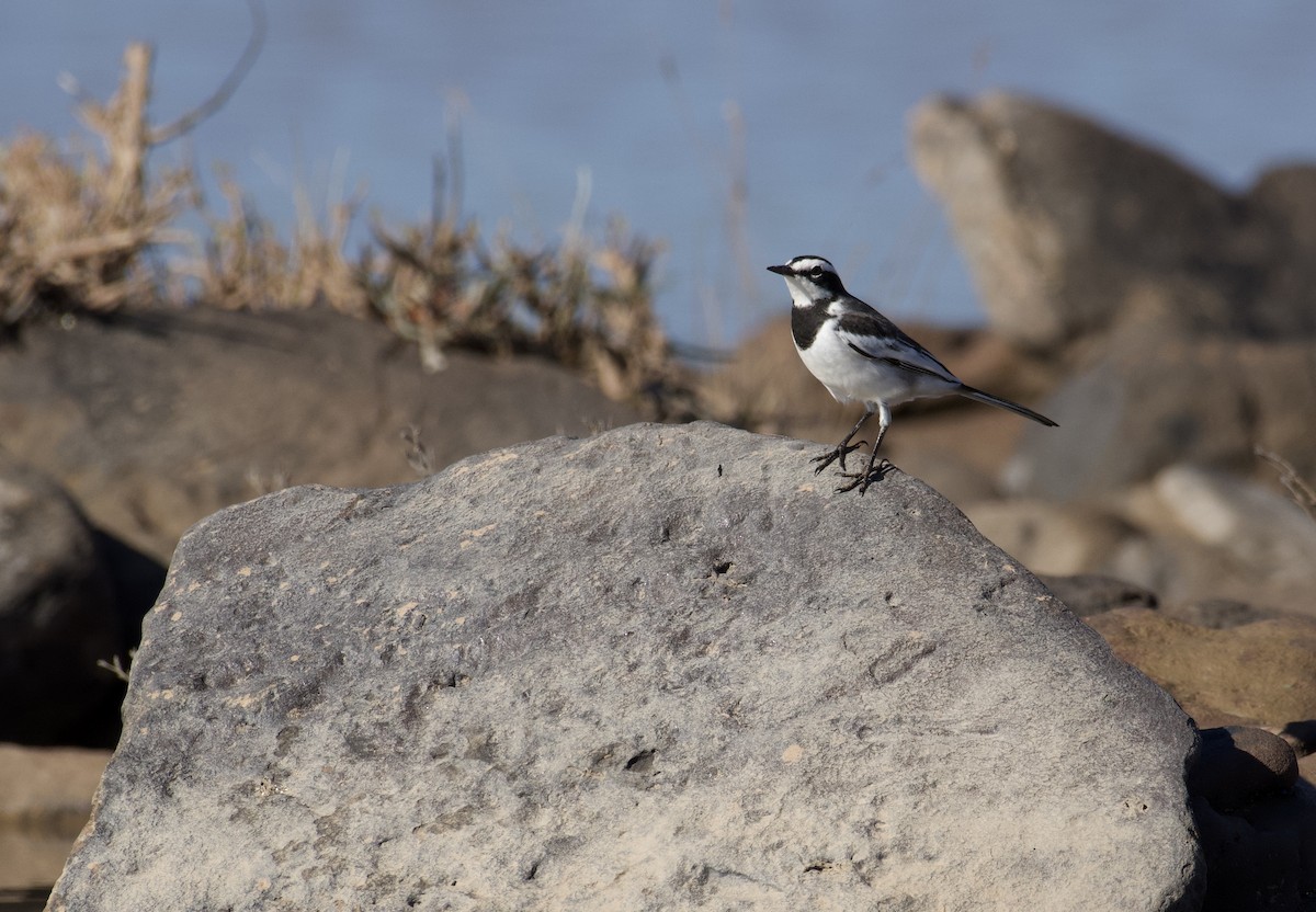 Lavandera del Mekong - ML647060862