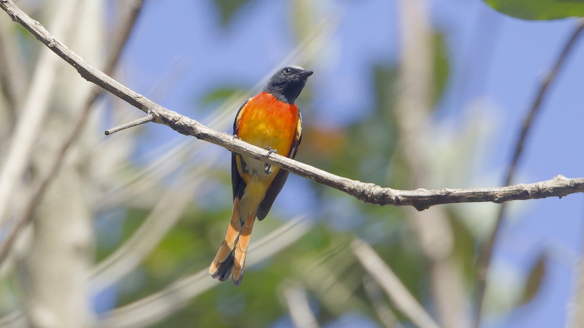 Minivet Chico - ML647060863