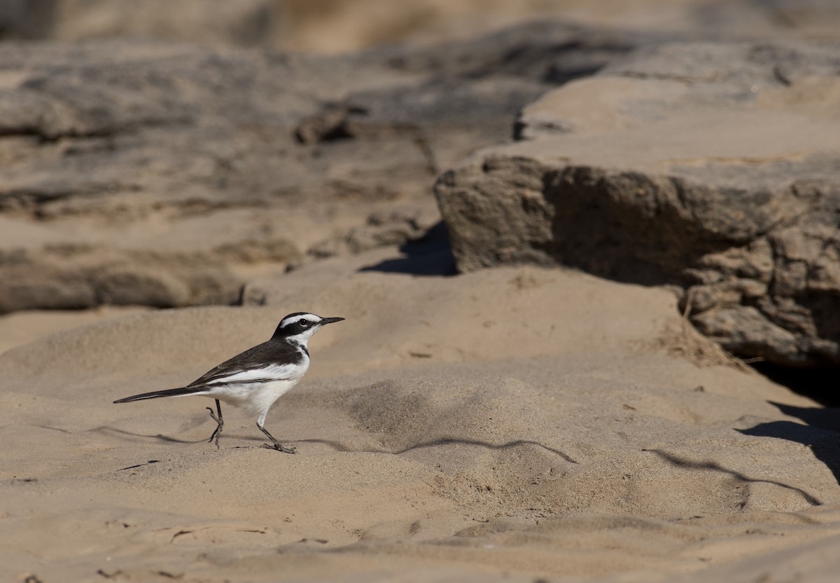 Lavandera del Mekong - ML647060864