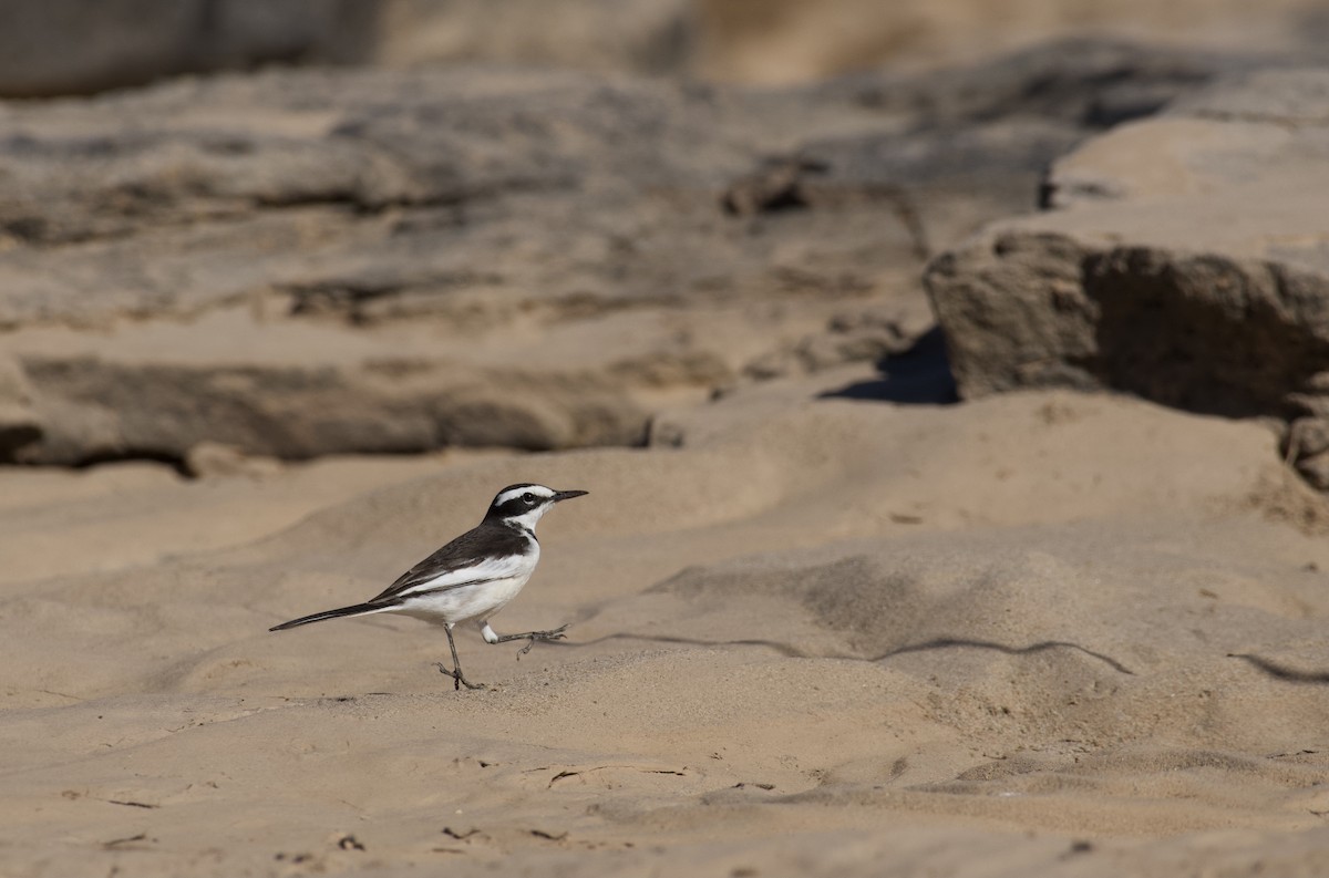 Lavandera del Mekong - ML647060866