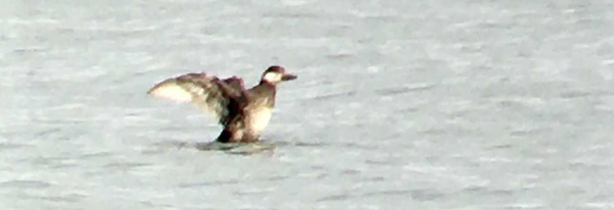 クロガモ - ML647060867