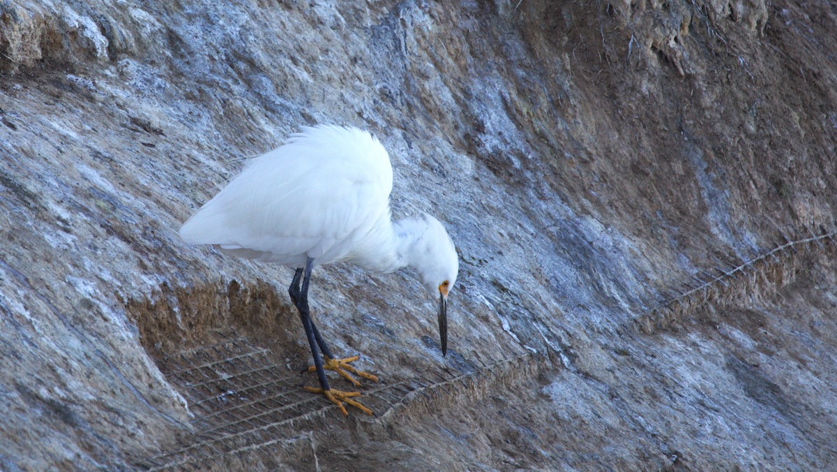 Garceta Nívea - ML647060869