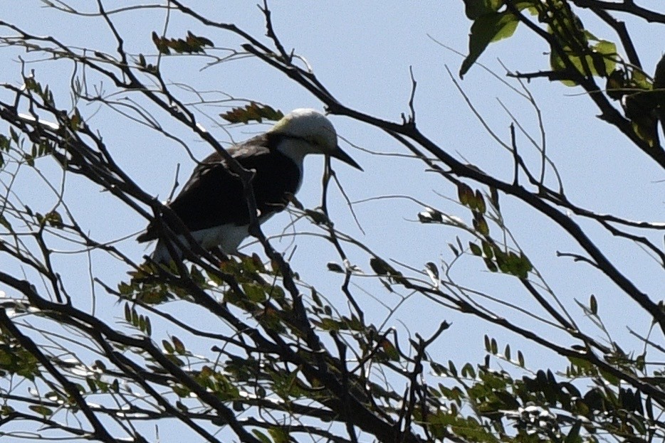 White Woodpecker - ML647060871