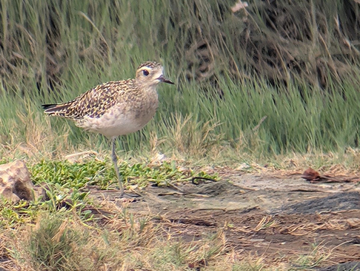 Chorlito Dorado Siberiano - ML647060872