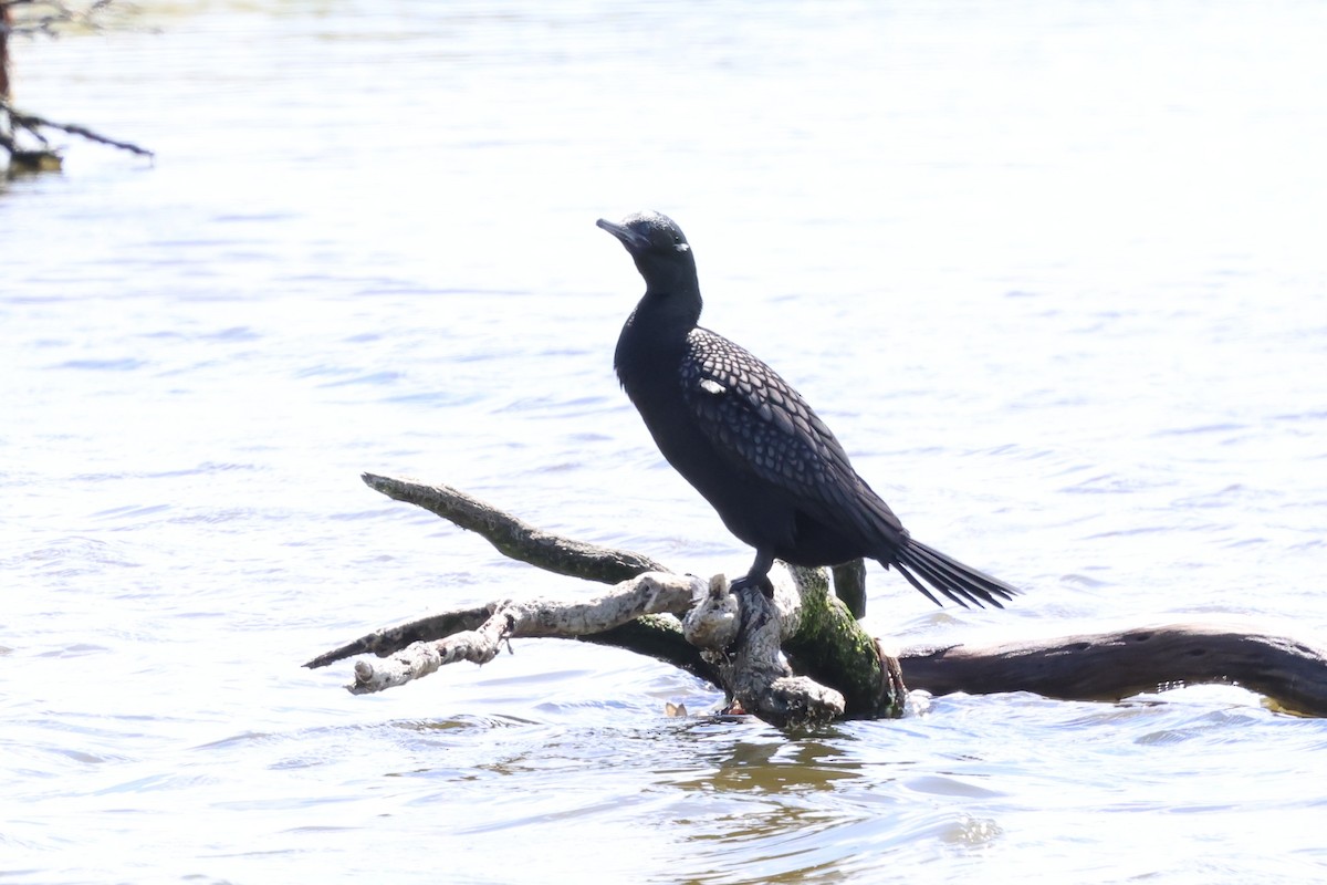Cormorán Totinegro - ML647060873