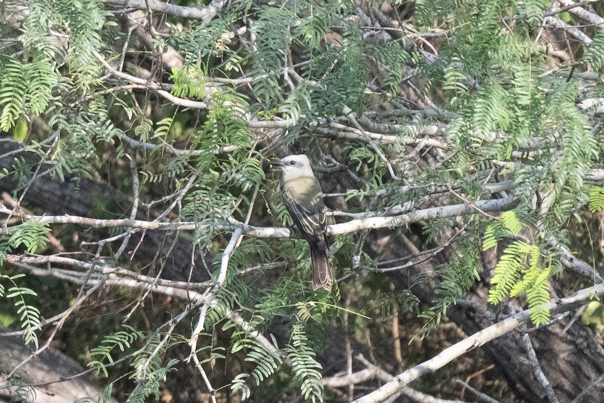 Tirano Silbador - ML647060874