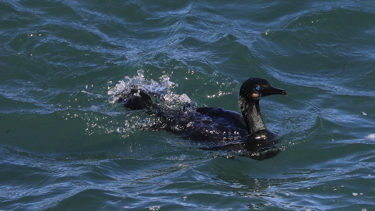 Cormorán Sargento - ML647060877