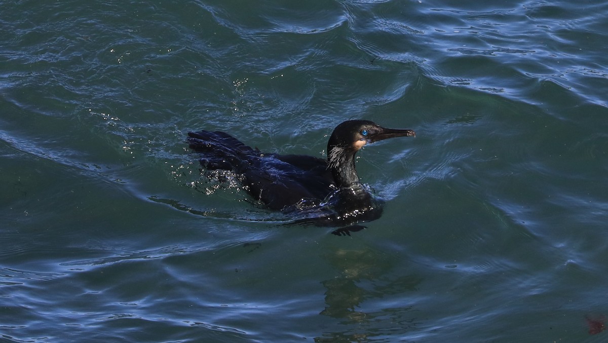 Cormorán Sargento - ML647060878