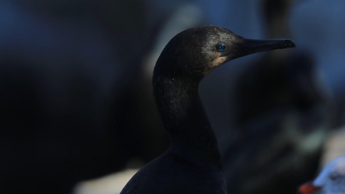 Cormorán Sargento - ML647060879