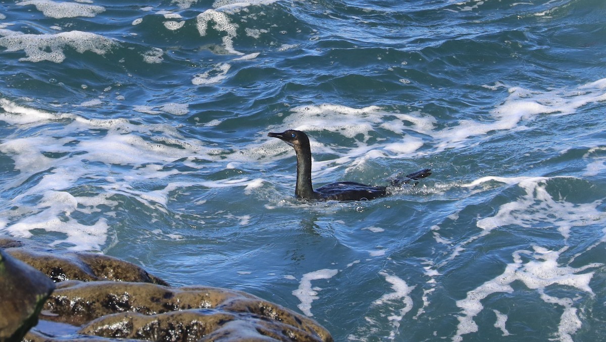 Cormorán Sargento - ML647060880