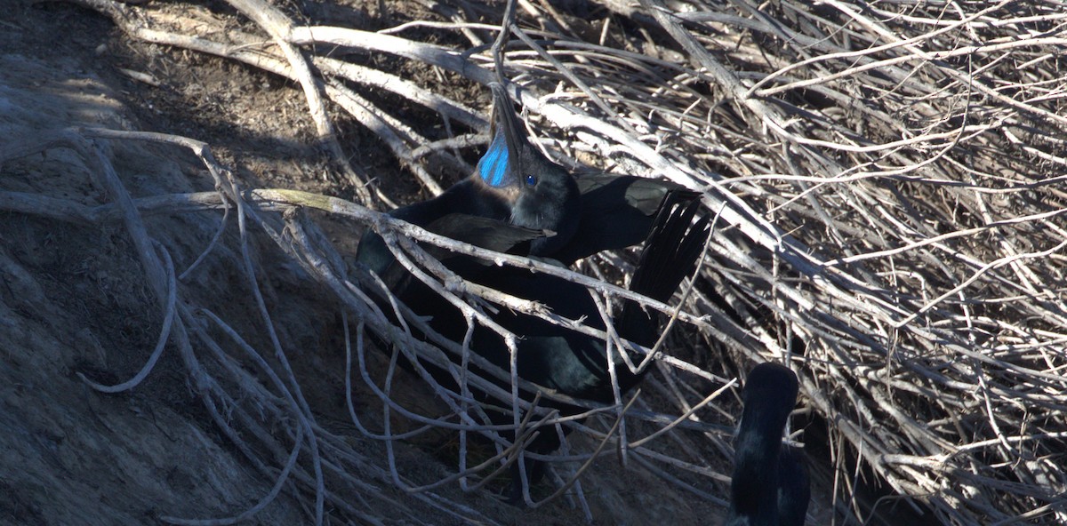 Cormorán Sargento - ML647060881