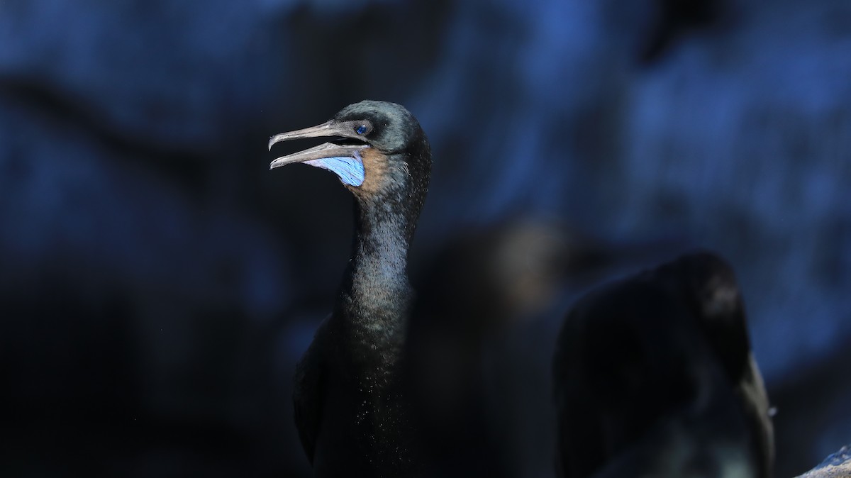 Cormorán Sargento - ML647060882