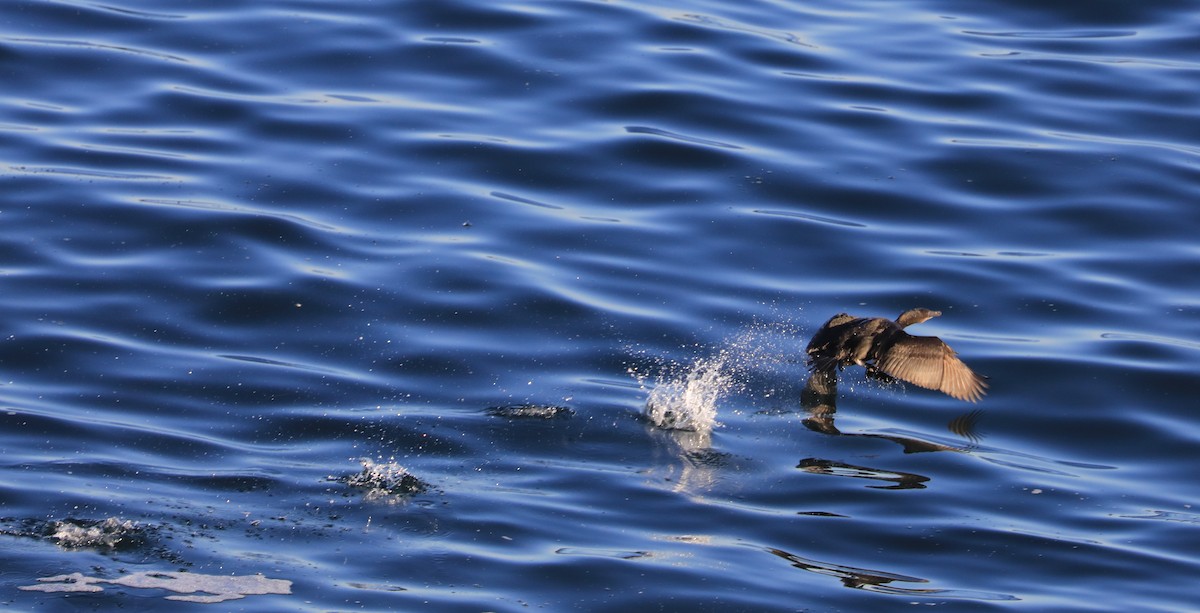 Cormorán Sargento - ML647060883