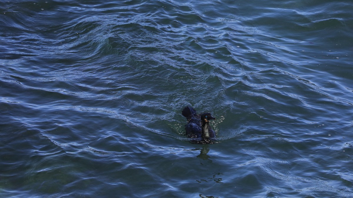 Cormorán Sargento - ML647060884