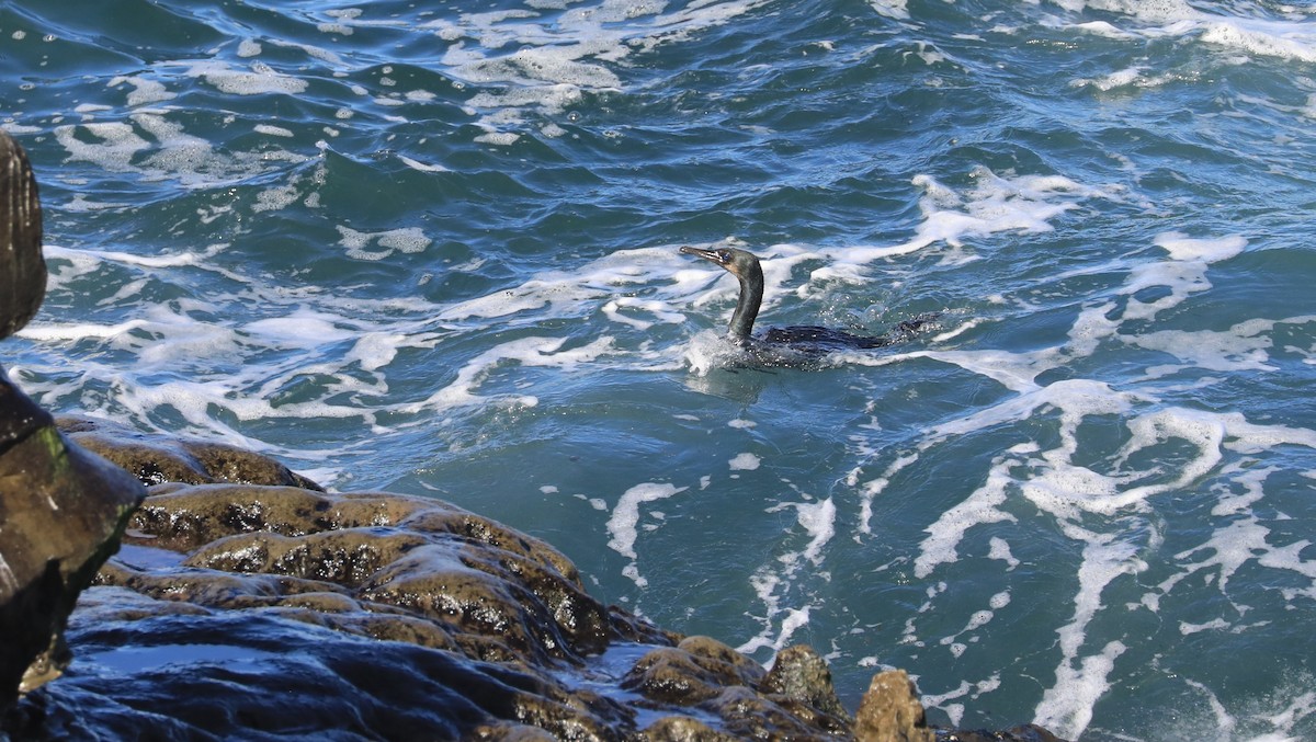 Cormorán Sargento - ML647060885