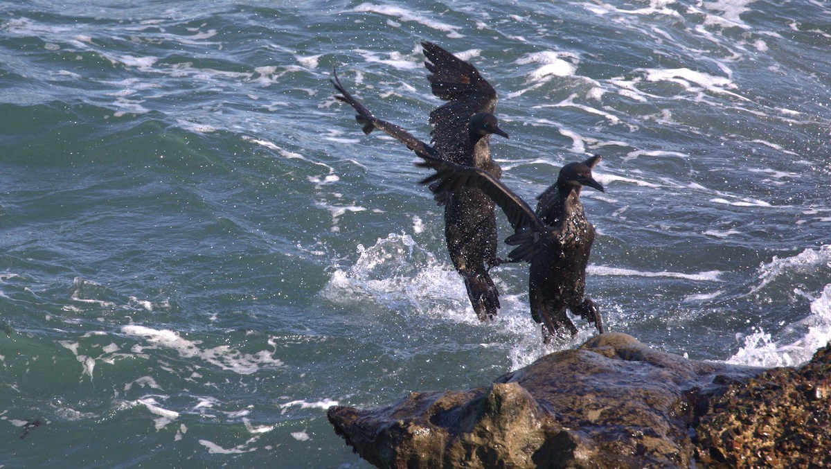 Cormorán Sargento - ML647060886