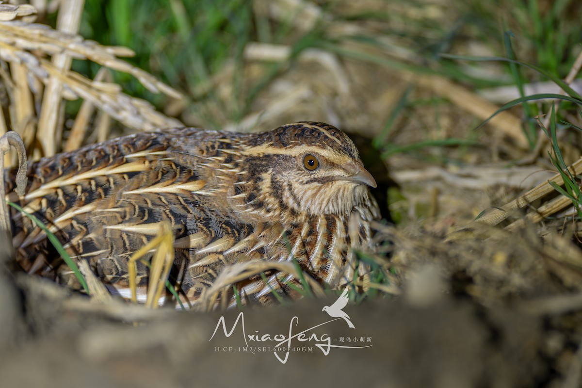 Codorniz Japonesa - ML647060887