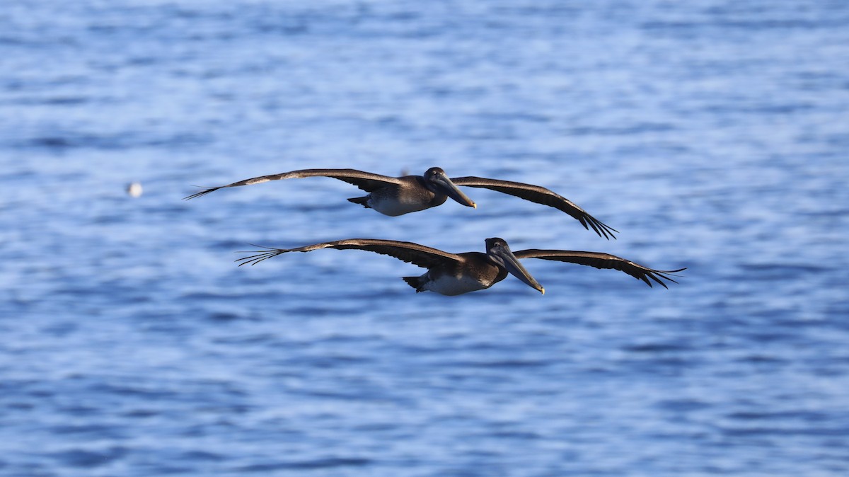 Pelícano Pardo - ML647060889