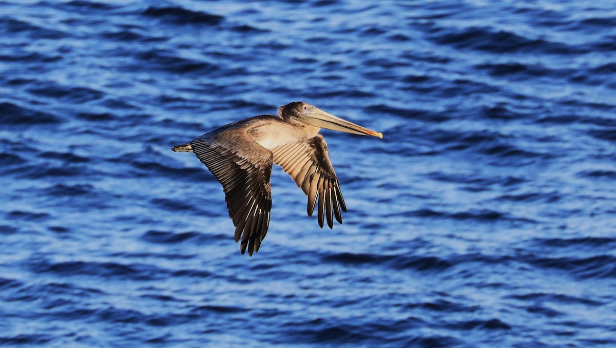 Pelícano Pardo - ML647060890