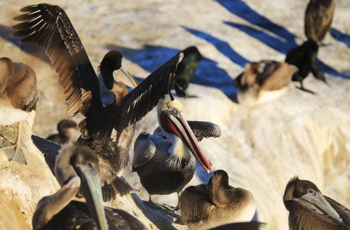 Pelícano Pardo - ML647060891