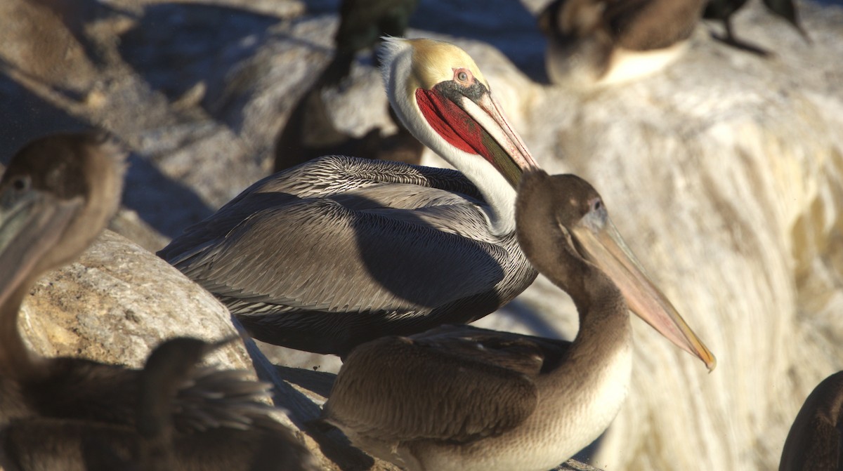 Pelícano Pardo - ML647060892