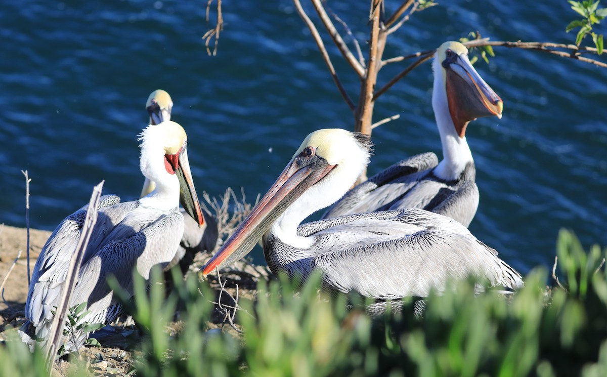 Pelícano Pardo - ML647060893